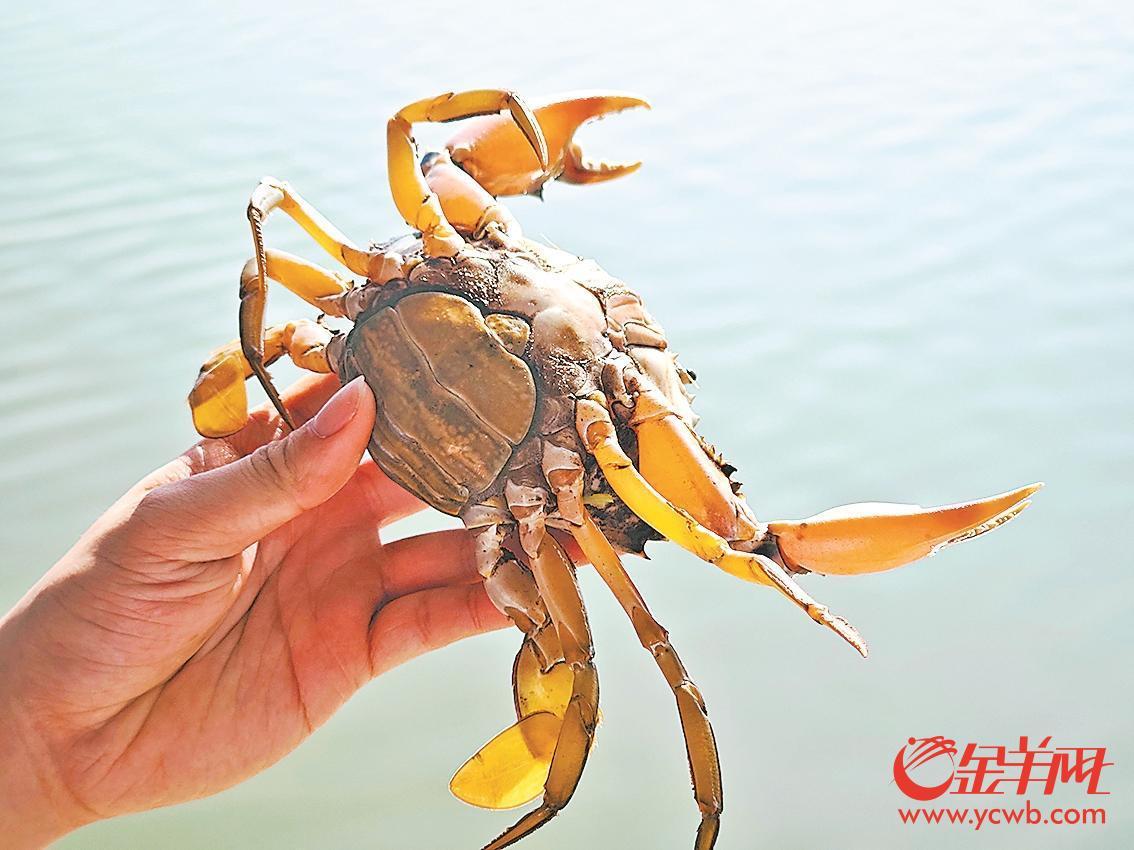 国字号金字招牌！广州南沙获评“中国黄油蟹之乡”